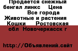 Продается снежный бенгал(линкс) › Цена ­ 25 000 - Все города Животные и растения » Кошки   . Ростовская обл.,Новочеркасск г.